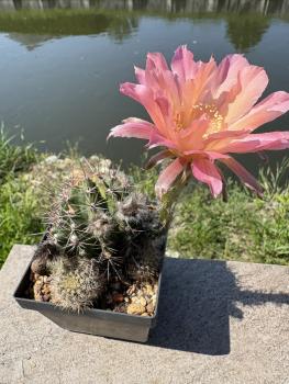 Preview: Echinopsis morgenrot